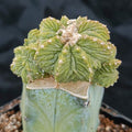 Aztekium ritterii INJERTADO