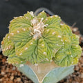 Aztekium ritterii INJERTADO