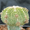 Aztekium ritterii INJERTADO
