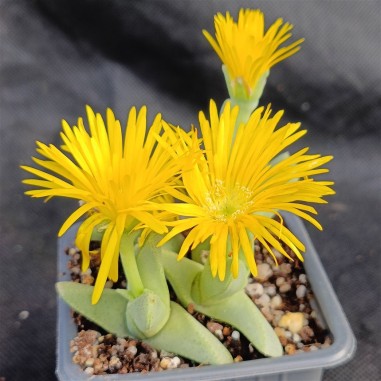 Cherindonsis acuminata