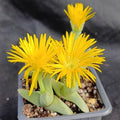 Cherindonsis acuminata