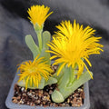 Cherindonsis acuminata