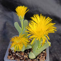Cherindonsis acuminata