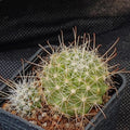Cochemiea setispina