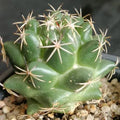 Coryphantha maiz-tablasensis