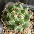 Coryphantha maiz-tablasensis