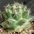 Coryphantha maiz-tablasensis