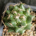 Coryphantha maiz-tablasensis