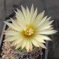 Coryphantha radians