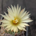 Coryphantha radians