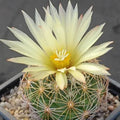 Coryphantha radians