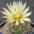 Coryphantha radians