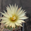Coryphantha radians