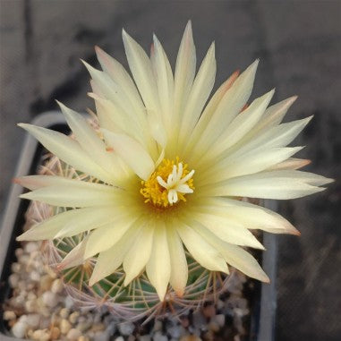 Coryphantha radians