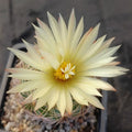 Coryphantha radians