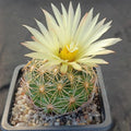 Coryphantha radians