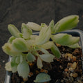Cotyledon ledismithiensis f.VARIEGATA
