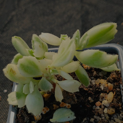 Cotyledon ledismithiensis f.VARIEGATA