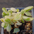 Cotyledon ledismithiensis f.VARIEGATA