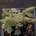 Cotyledon ledismithiensis f.VARIEGATA