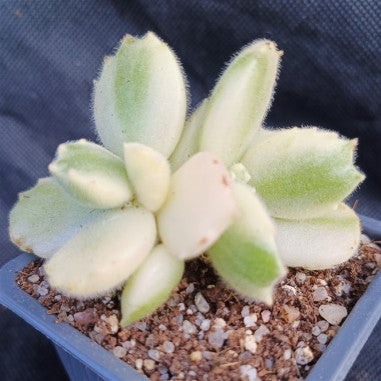 Cotyledon ledismithiensis f.VARIEGATA
