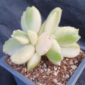 Cotyledon ledismithiensis f.VARIEGATA