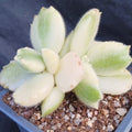 Cotyledon ledismithiensis f.VARIEGATA
