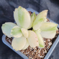Cotyledon ledismithiensis f.VARIEGATA