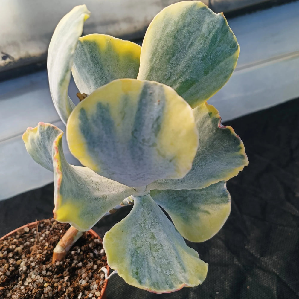 Cotyledon orbiculata VARIEGATA  7