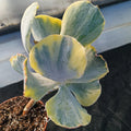 Cotyledon orbiculata VARIEGATA  7