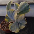 Cotyledon orbiculata VARIEGATA  7