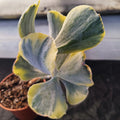 Cotyledon orbiculata VARIEGATA  7