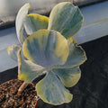 Cotyledon orbiculata VARIEGATA  7