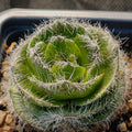 Crassula barbata
