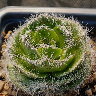 Crassula barbata