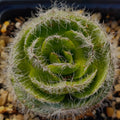 Crassula barbata