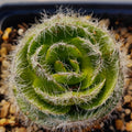 Crassula barbata