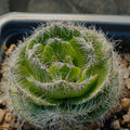 Crassula barbata