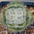 Crassula barbata