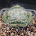 Crassula barbata