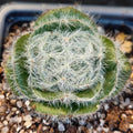 Crassula barbata