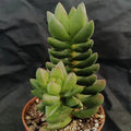 Crassula "Ben"