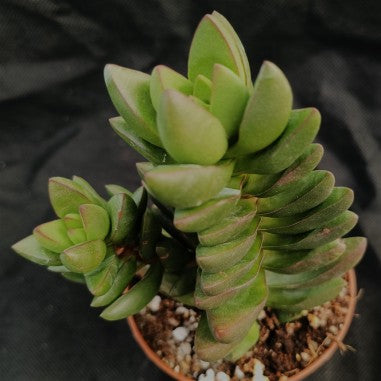 Crassula 'Ben'