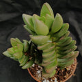 Crassula 'Ben'