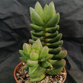 Crassula "Ben"