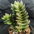 Crassula "Ben"