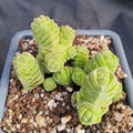 Crassula columelea