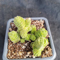 Crassula columelea