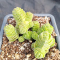 Crassula columelea
