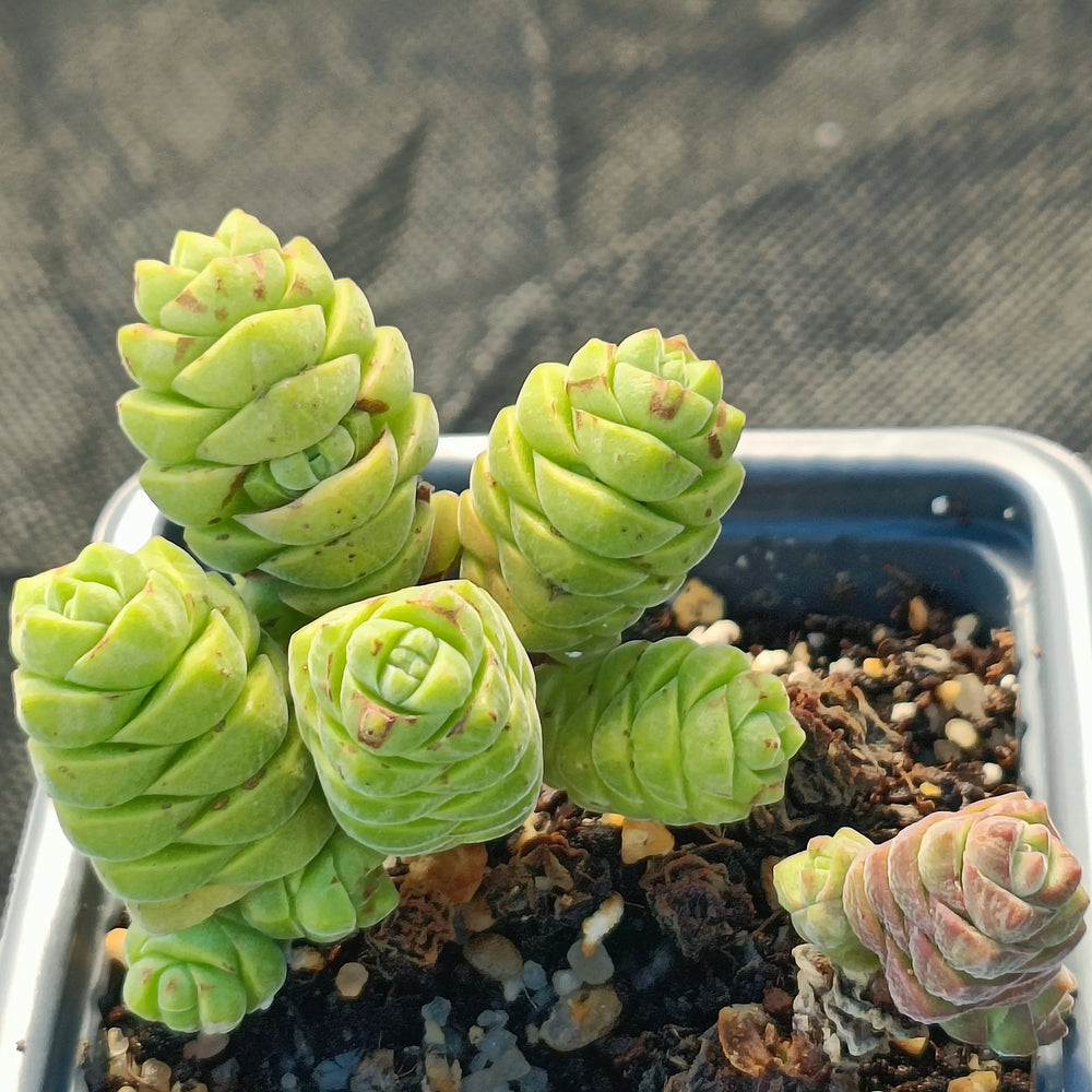 Crassula columella